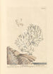Corail blanc - Elizabeth Blackwell — widok dzieła