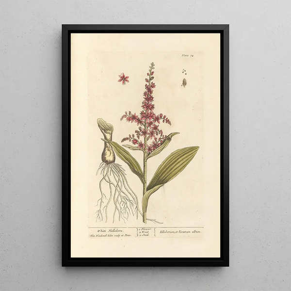 Biały hellebore - Elizabeth Blackwell — oprawiony obraz na ścianie