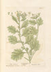 Biała wilczomlecz - Elizabeth Blackwell — widok dzieła
