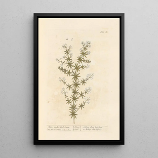 Elizabeth Blackwell - White ladies bedstraw.webp