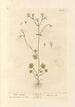 Biała skalnica - Elizabeth Blackwell — widok dzieła