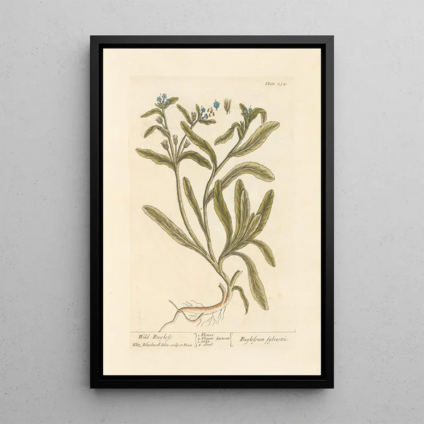 dzikiej bugloss - Elizabeth Blackwell — oprawiony obraz na ścianie