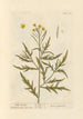 Roquette sauvage - Elizabeth Blackwell — widok dzieła