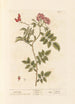 Róża Wiatrów - Elizabeth Blackwell — widok dzieła