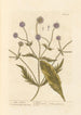 dzikiej scabieuse - Elizabeth Blackwell — widok dzieła