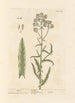 pastelowy tancerzy - Elizabeth Blackwell — widok dzieła