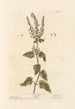 Szałwia leśna - Elizabeth Blackwell — widok dzieła