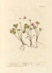 Oxalis - Elizabeth Blackwell — widok dzieła