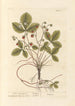 Truskawki leśne - Elizabeth Blackwell — widok dzieła