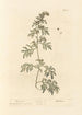 Absinthe - Elizabeth Blackwell — widok dzieła