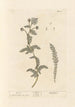 Chaber bławatka - Elizabeth Blackwell — widok dzieła