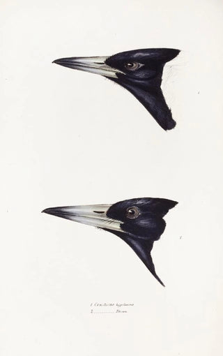 Elizabeth Gould - A synopsis of the birds of Australia and the adjacent Islands Pl04.webp
