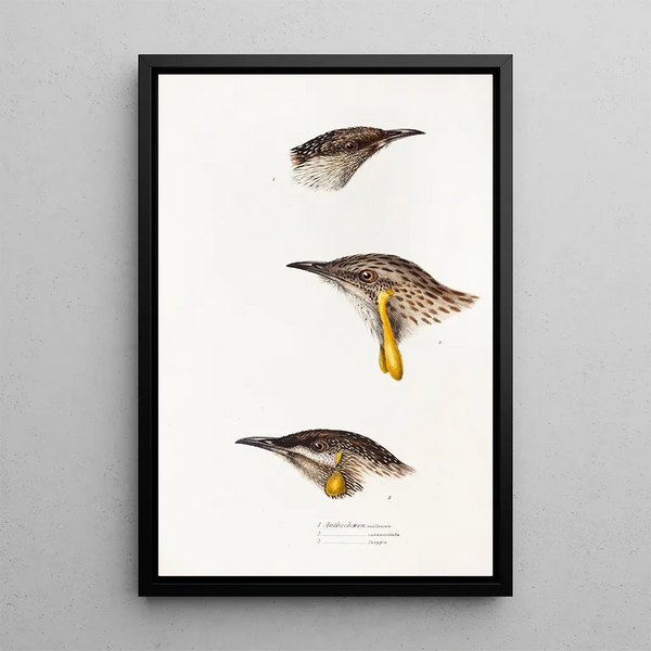 Elizabeth Gould - A synopsis of the birds of Australia and the adjacent Islands Pl14.webp