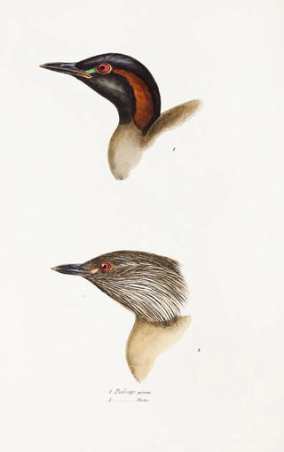 Elizabeth Gould - A synopsis of the birds of Australia and the adjacent Islands Pl19.webp