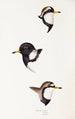 Un synopsis des oiseaux d'Australie et des îles adjacentes Pl32 - Elizabeth Gould — widok dzieła
