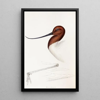Elizabeth Gould - A synopsis of the birds of Australia and the adjacent Islands Pl35.webp