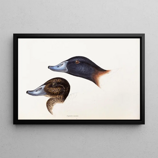 Elizabeth Gould - A synopsis of the birds of Australia and the adjacent Islands Pl36.webp