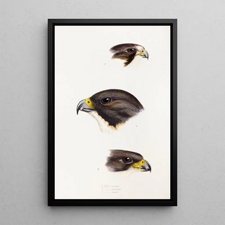 Elizabeth Gould - A synopsis of the birds of Australia and the adjacent Islands Pl42.webp