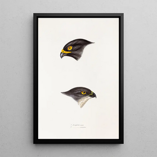 Elizabeth Gould - A synopsis of the birds of Australia and the adjacent Islands Pl45.webp