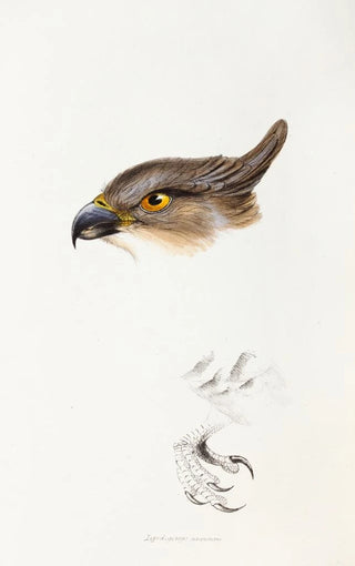 Elizabeth Gould - A synopsis of the birds of Australia and the adjacent Islands Pl46.webp