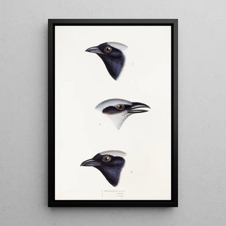 Elizabeth Gould - A synopsis of the birds of Australia and the adjacent Islands Pl56.webp