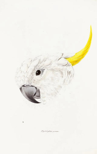 Elizabeth Gould - A synopsis of the birds of Australia and the adjacent Islands Pl64.webp