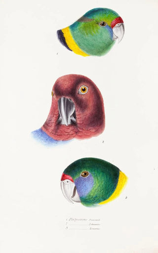 Elizabeth Gould - A synopsis of the birds of Australia and the adjacent Islands Pl66.webp