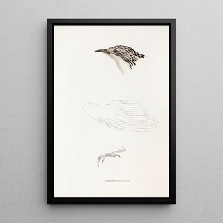 Elizabeth Gould - A synopsis of the birds of Australia and the adjacent Islands Pl70.webp