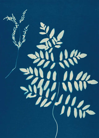 Ella J C Hurd - Ferns of Huntington Long Island Pl10.webp