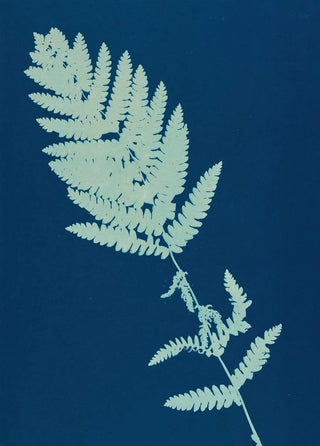 Ella J C Hurd - Ferns of Huntington Long Island Pl13.webp
