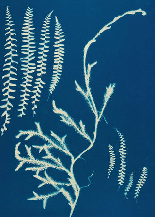 Ella J C Hurd - Ferns of Huntington Long Island Pl19.webp