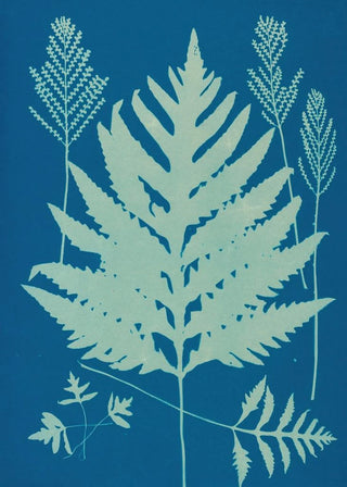 Ella J C Hurd - Ferns of Huntington Long Island Pl22.webp