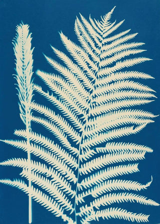 Ella J C Hurd - Ferns of Huntington Long Island Pl23.webp