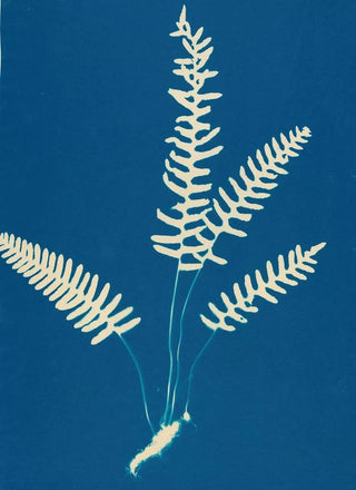 Ella J C Hurd - Ferns of Huntington Long Island Pl27.webp