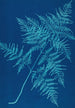 Reprodukcja obrazu Fougères de Huntington Long Island Pl30 - Ella J C Hurd