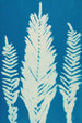 Fougères de Huntington Long Island Pl36 - Ella J C Hurd — widok dzieła
