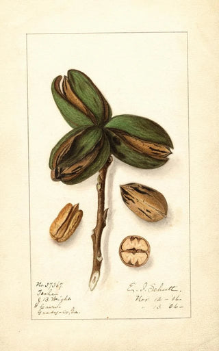 Ellen Isham Schutt - Carya Teche.webp