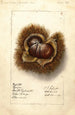 Castanea Boone - Ellen Isham Schutt — widok dzieła