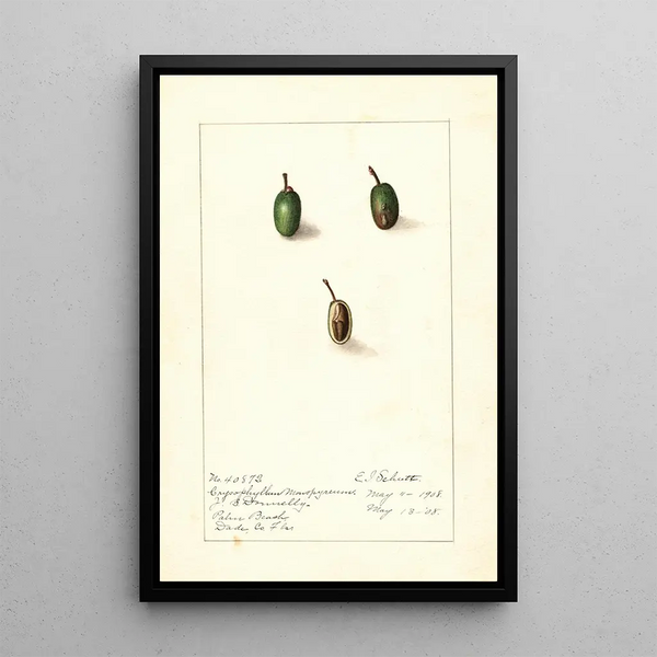 Chrysophyllum cainito - Ellen Isham Schutt — oprawiony obraz na ścianie