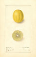 Citrus aurantiifolia Cameron - Ellen Isham Schutt — widok dzieła