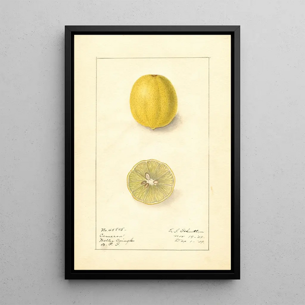 Citrus aurantiifolia Cameron - Ellen Isham Schutt — oprawiony obraz na ścianie