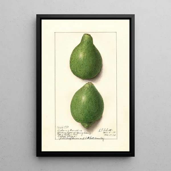 Citrus aurantiifolia Lisbon - Ellen Isham Schutt — oprawiony obraz na ścianie