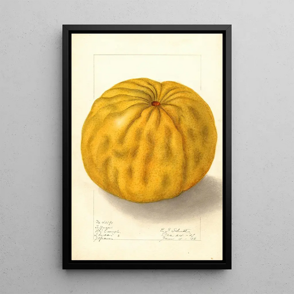 Citrus grandis To Yuzu - Ellen Isham Schutt — oprawiony obraz na ścianie