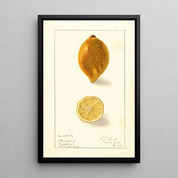 Citrus limon - Ellen Isham Schutt — oprawiony obraz na ścianie