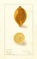 Citrus limon - Ellen Isham Schutt — widok dzieła
