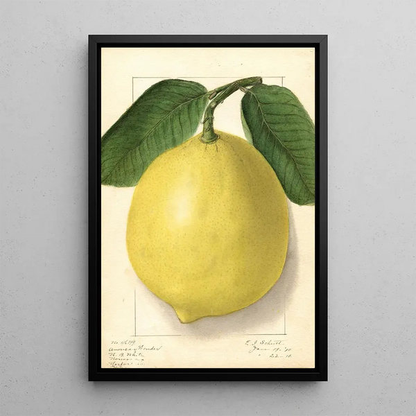 Citrus limon American Wonder - Ellen Isham Schutt — oprawiony obraz na ścianie