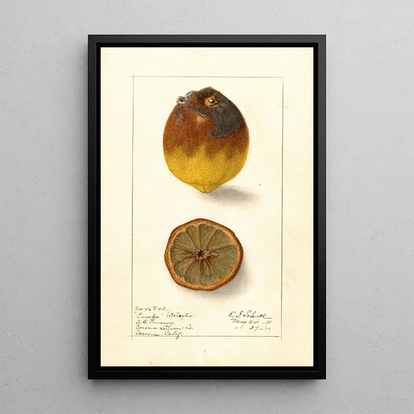 Citrus limon Eureka - Ellen Isham Schutt — oprawiony obraz na ścianie