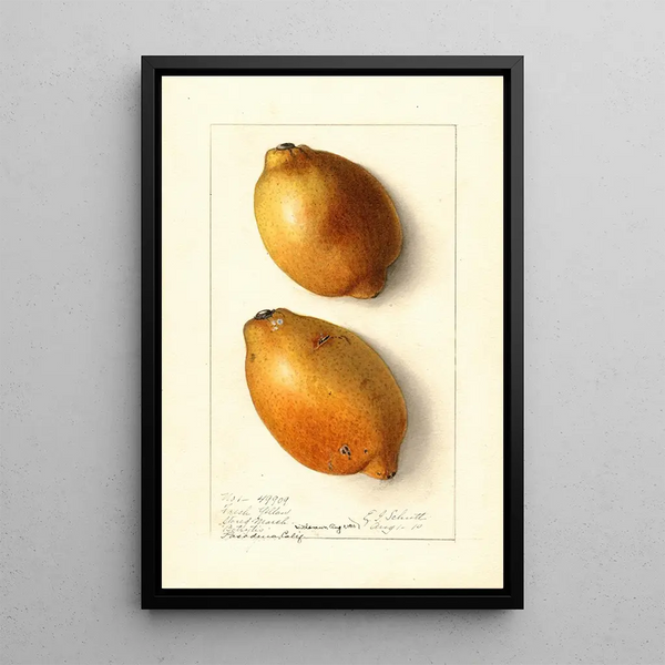 Citrus limon Fresh Yellow - Ellen Isham Schutt — oprawiony obraz na ścianie