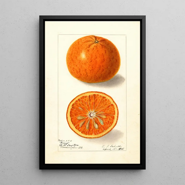 Citrus nobilis King - Ellen Isham Schutt — oprawiony obraz na ścianie
