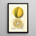 Citrus paradisi Chimera - Ellen Isham Schutt — oprawiony obraz na ścianie